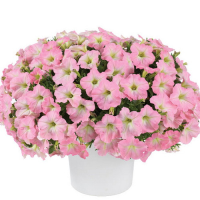 Capella Baby Pink