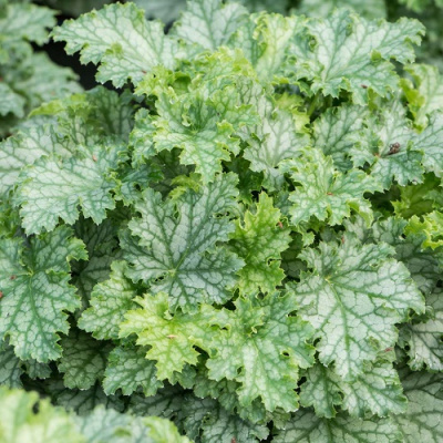Heuchera Lime Swizzle