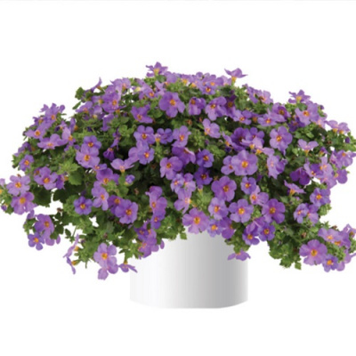 Scopia Gulliver Compact Purple