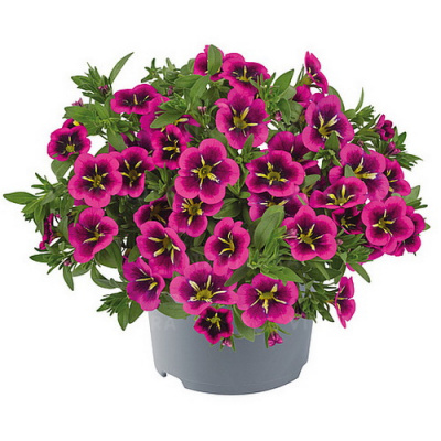 Calibrachoa Metro Early Bright Yellow