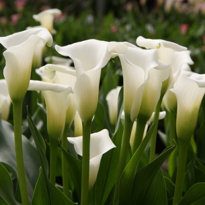 Zantedeschia Crystal Clear