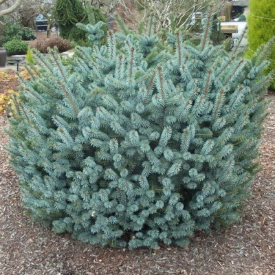 Picea sitchensis Silberzwerg