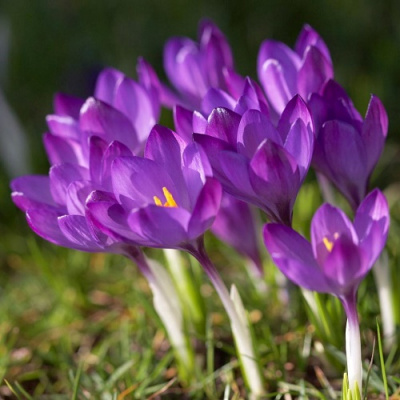 Crocus Ruby Giant