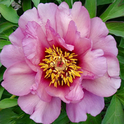 Paeonia lactiflora Eliza Lundy