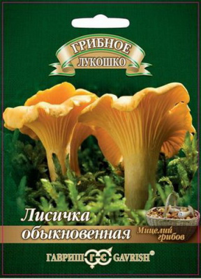Грибы Мицелий Лисичка обыкновеная на зерновом субстрате