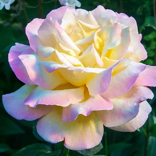 Rosa Gloria Dei