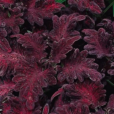 Coleus Black Dragon_1