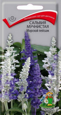 Сальвия Морской пейзаж