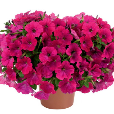 Petunia Capella Neon Pink
