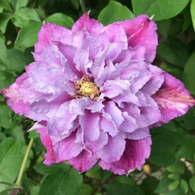 Clematis Piilu