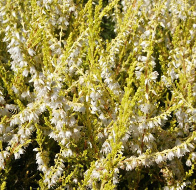 Calluna vulgaris Gold Haze