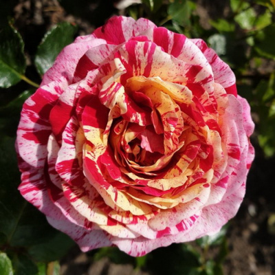 Rosa Abracadabra_2