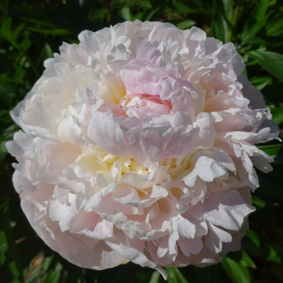 Paeonia lactiflora Blush Queen