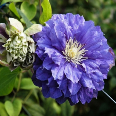 Clematis Kiri Te Kanawa