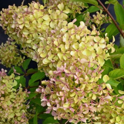 Hydrangea paniculata Romantic Ace