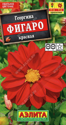 Георгина Фигаро махровая красная