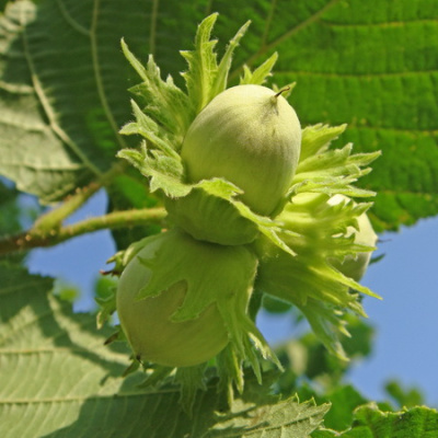Corylus avellana