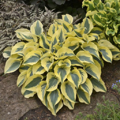 Hosta Autumn frost