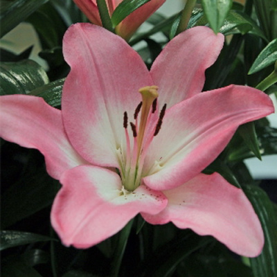 Lilium Albuflera