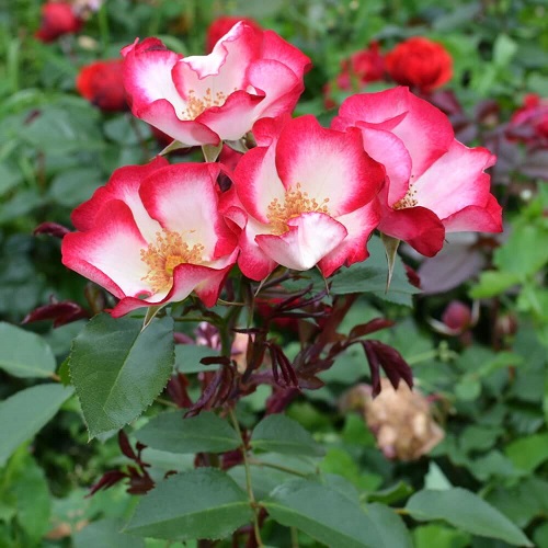 Rosa Pretty Kiss_4