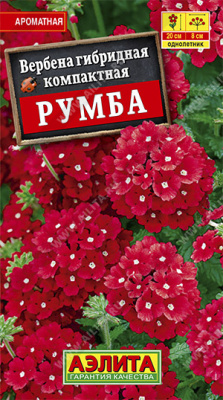 Вербена Румба
