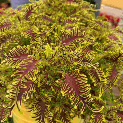 Колеус Plectranthus Skeletal