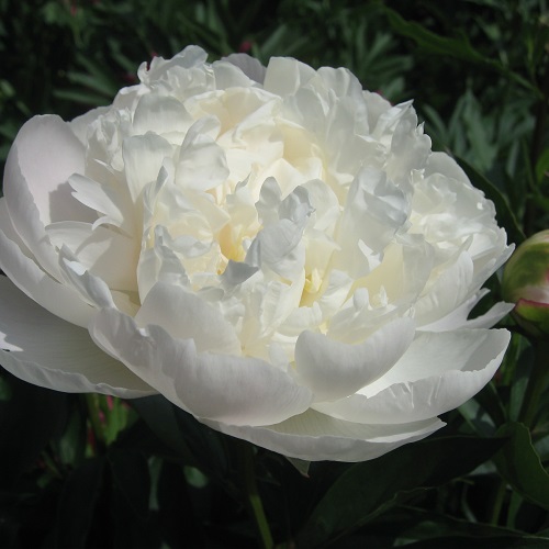 Paeonia Gardenia_1
