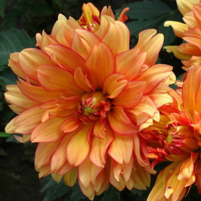 Dahlia Gallery Cobra