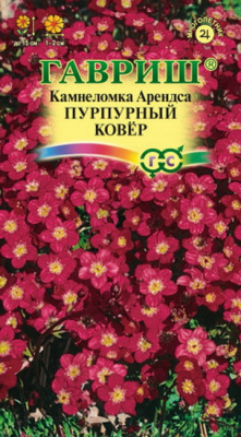 Камнеломка Пурпурный Ковер