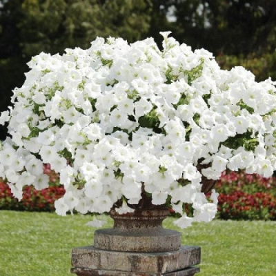 Петуния Ease White