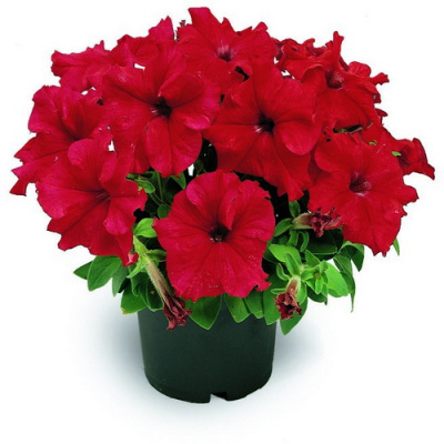 Petunia RED