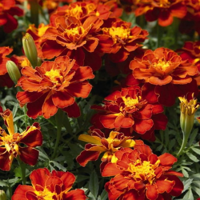 Durango Red
