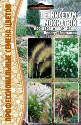 Пеннисетум Мохнатый