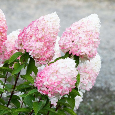 Hydrangea paniculata Pink and Rose