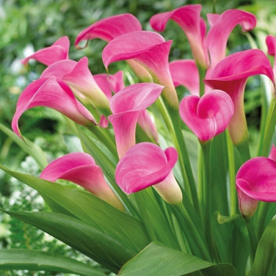 Zantedeschia Garnet Glow