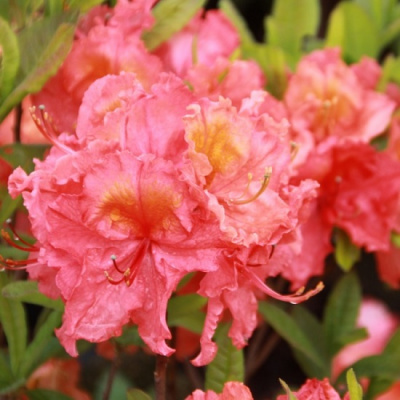 Rhododendron knaphill Sarina