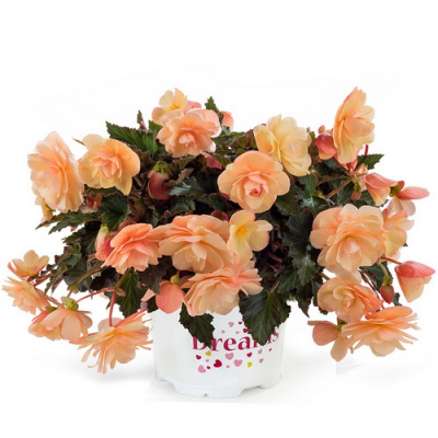 Бегония Fragrant Falls Peach