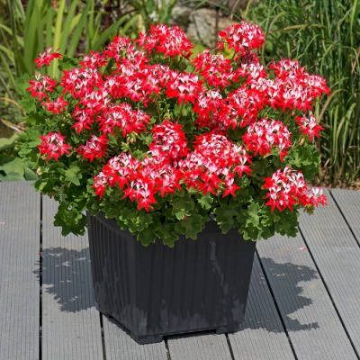 Summer Twist Red-White