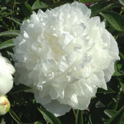 Paeonia Madame Claude Tain_2