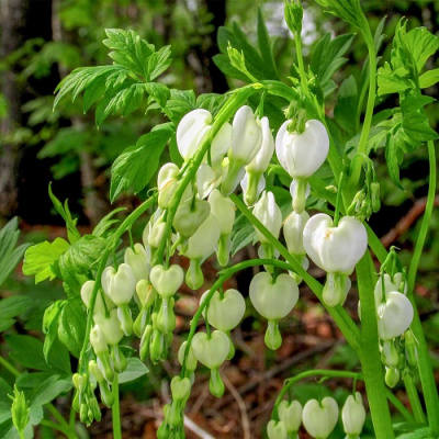 dicentra-spectabilis-alba