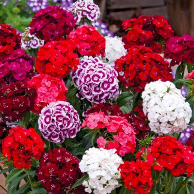 Dianthus Lillipot Mix