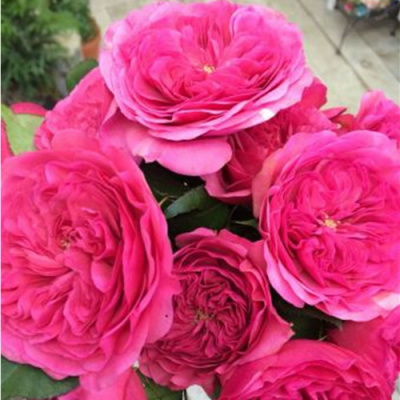 Rosa Clive