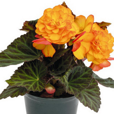Begonia tub NonStop Fire