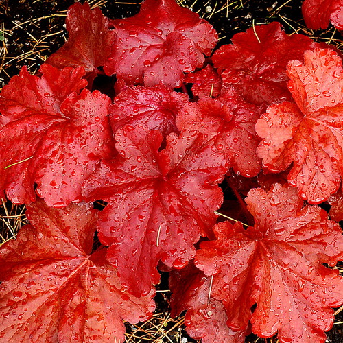 Heuchera Fire Alarm_1