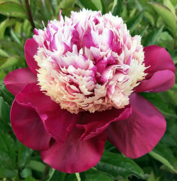 Paeonia White Cap_1