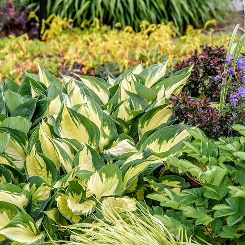 Hosta Morning Star1