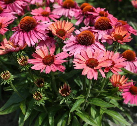 Echinacea Meditation Cerise_3