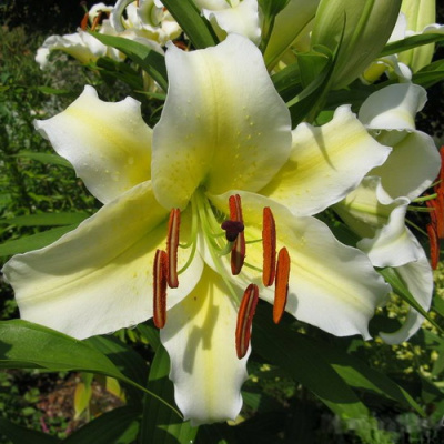 Lilium Conca D'or3