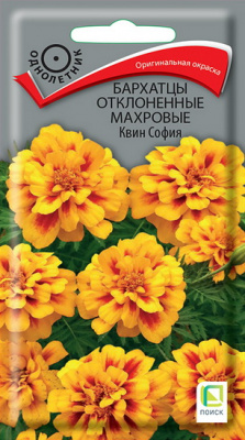 Бархатцы Квин София отклоненные махровые