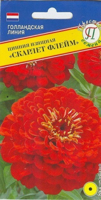 Цинния Скарлет Флейм